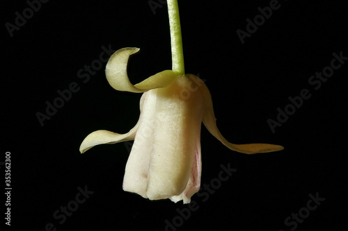 Magnolia Vine (Schisandra chinensis). Flower Closeup photo