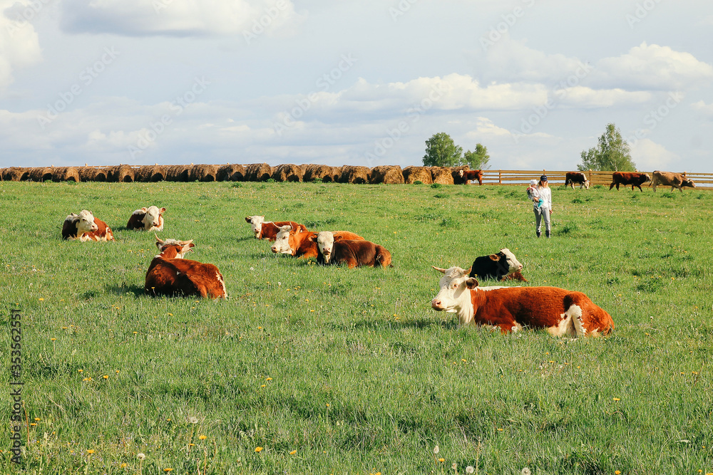 Fototapeta premium A cow and a calf graze on a green pasture in summer