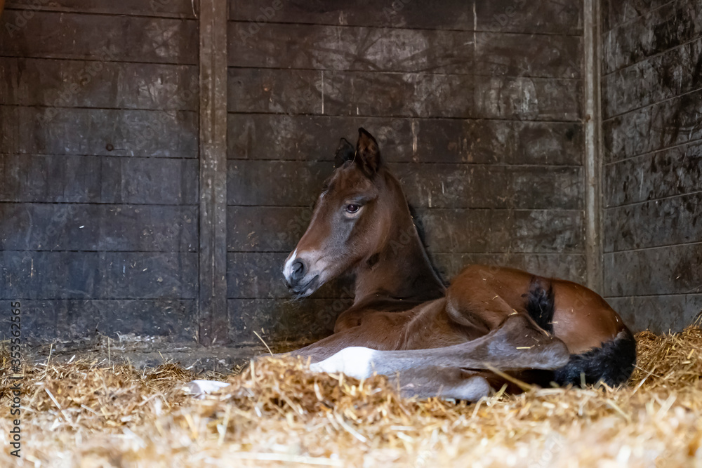 A brown mare foal is born in a horse box, stable, and lies in the straw