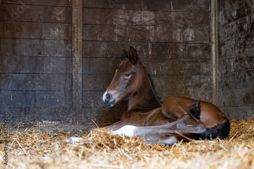 Obraz na płótnie A brown mare foal is born in a horse box, stable, and lies in the straw w salonie