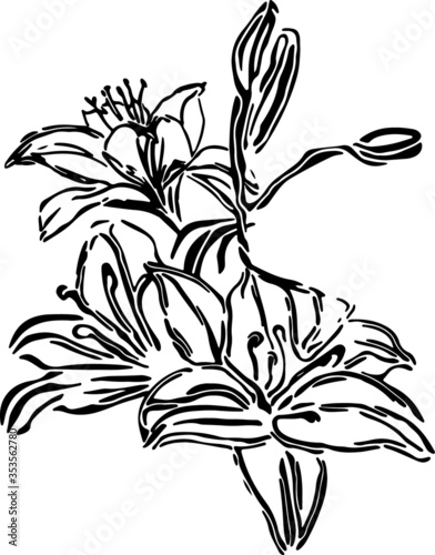 Fototapeta Naklejka Na Ścianę i Meble -  Bouquet of flowers vector, bouquet of lilies vector hand drawn art line in black, on white background. For card. 