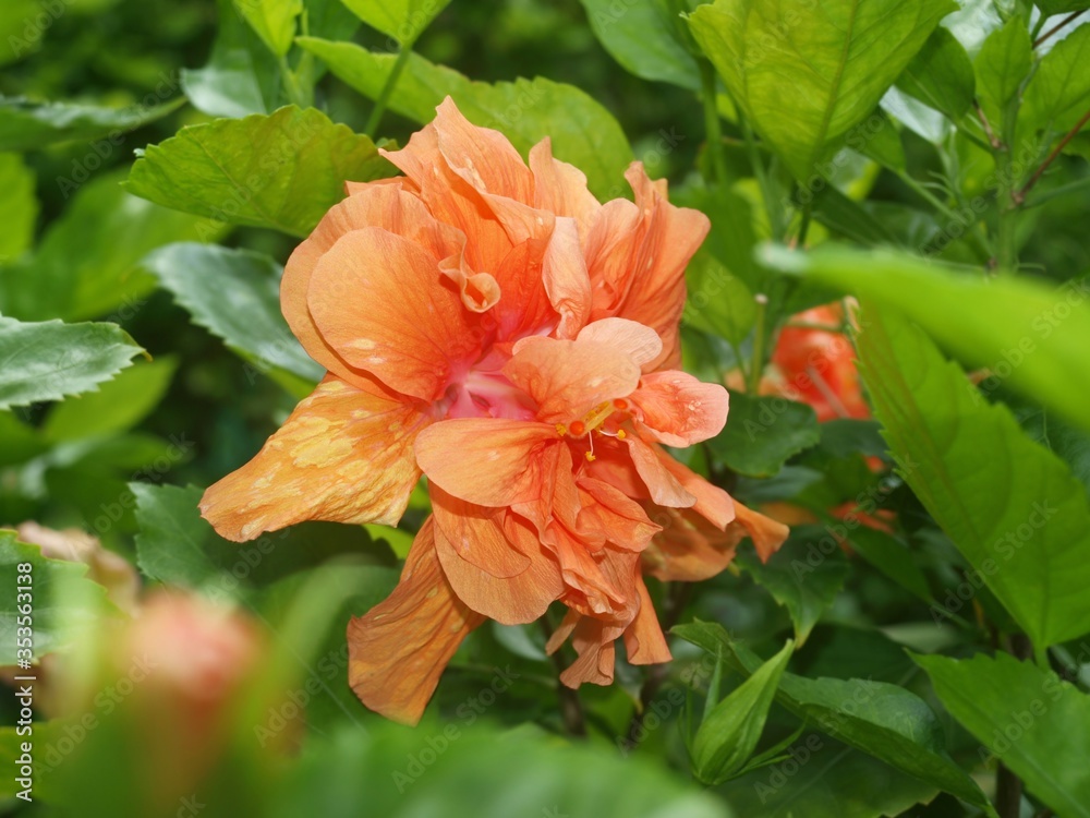 Beautiful large hibiscus orange flower amidst the green leaves of bush. Tropical flowering garden. China rose shrub with beautiful flower. Closeup, macro view. Image for design with space for text. 