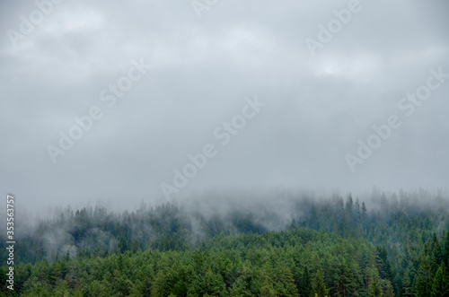 Picture of a spruce forest on a cold foggy and cloudy day