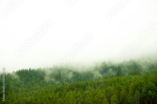 Picture of a spruce forest on a cold foggy day. nature