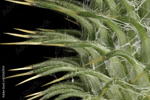 Spear Thistle (Cirsium vulgare). Involucrum Closeup photo