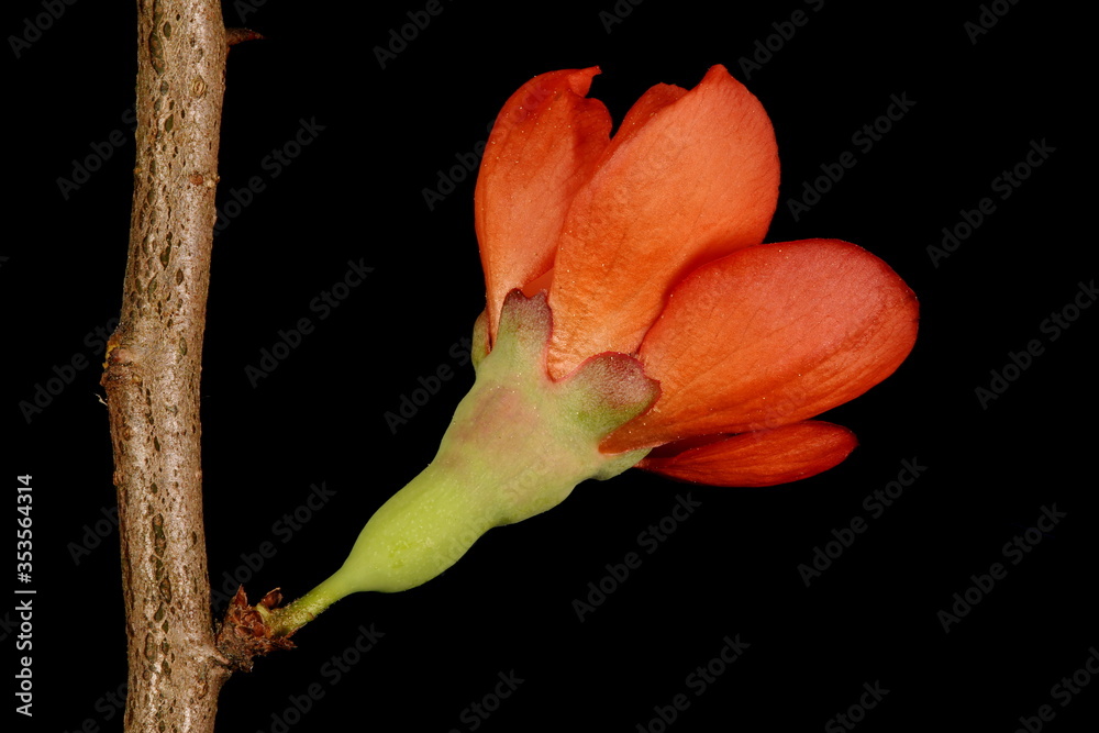 Fototapeta premium Chinese Quince (Chaenomeles speciosa). Flower Closeup