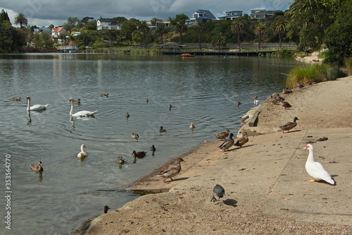 Water birds in Victoria Lake Reserve in Whanganui,Manawatu-Wanganui Region on North Island of New Zealand
 photo