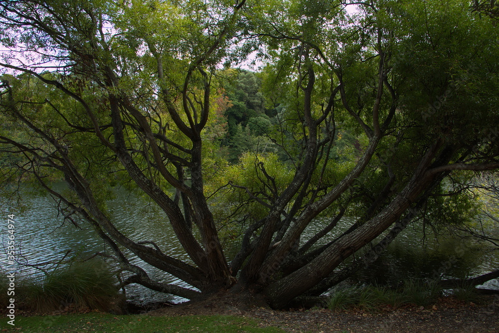 Trees in Victoria Lake Reserve in Whanganui,Manawatu-Wanganui Region on North Island of New Zealand
