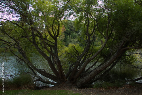 Trees in Victoria Lake Reserve in Whanganui Manawatu-Wanganui Region on North Island of New Zealand 
