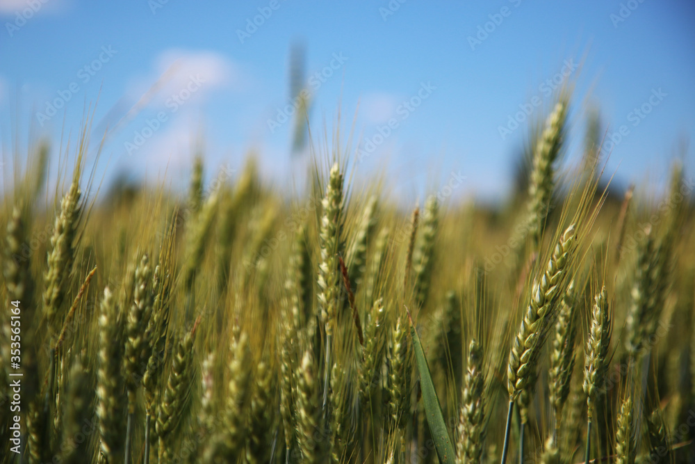 Spighe non ancora mature sotto il cielo azzurro in una giornata di inizio estate Spighe non ancora mature sotto il cielo azzurro in una giornata di inizio estate