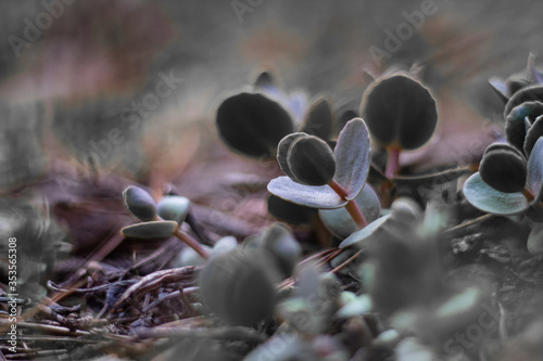 Macro view of sedum cauticola, the cliff stonecrop, with blurred background photo