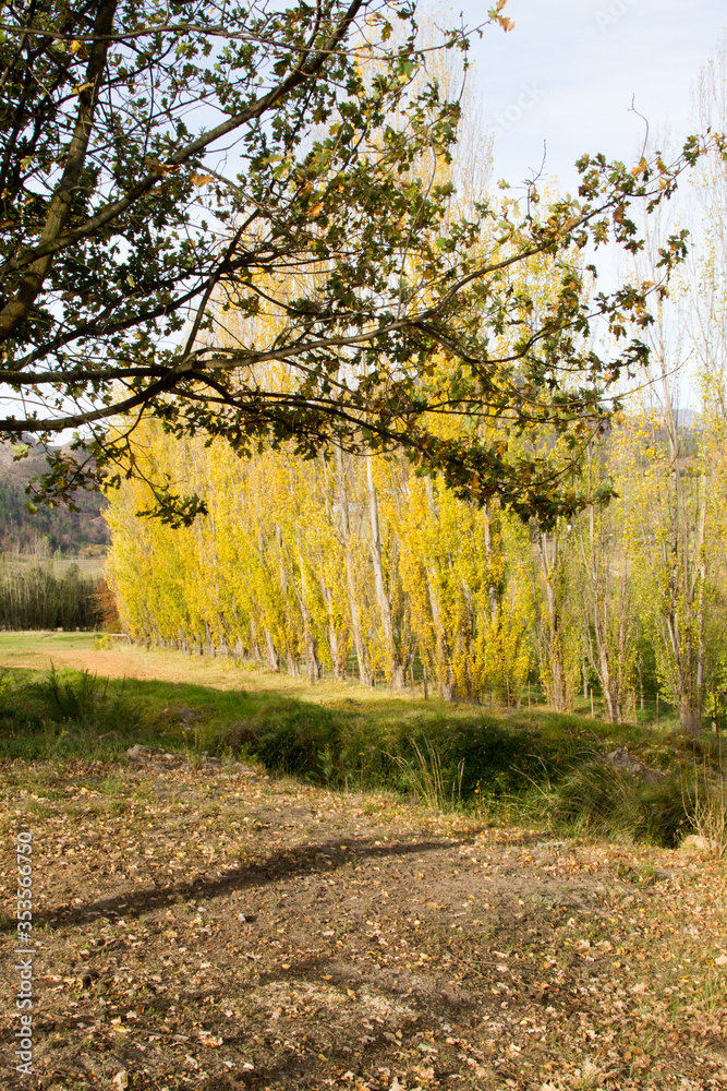 Fototapeta premium Trees changing color on farm in the autumn/fall