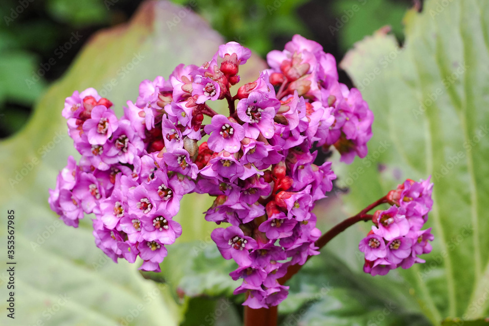 large flower bergenia perennial with bright purple color on a background of green leaves on a spring day in the garden large flower bergenia perennial with bright purple color on a background of green leaves on a spring day in the garden