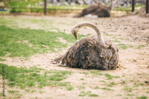 Ostrich sitting on sand and cleans his warp