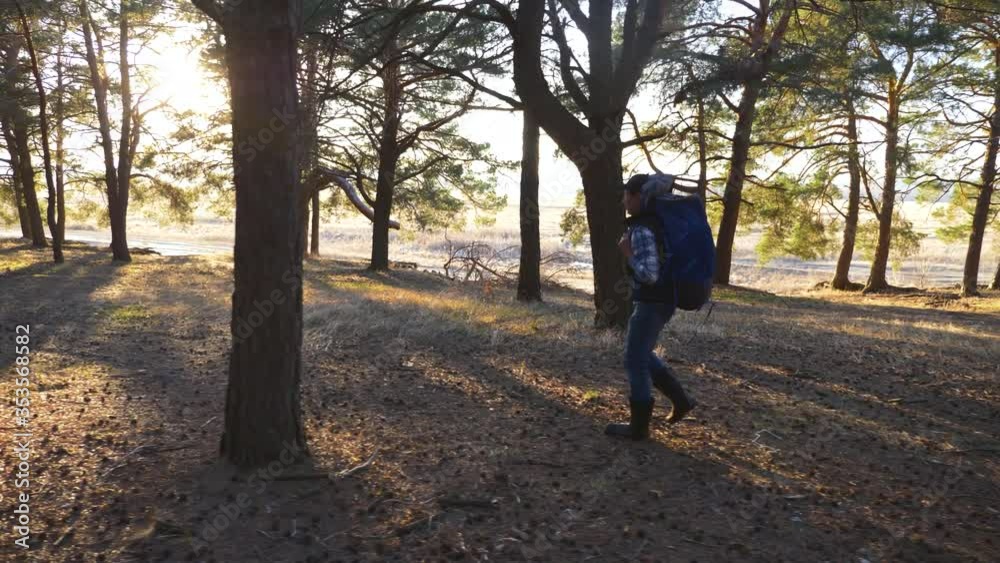 A man, a tourist with a backpack and a cap is walking through a pine forest at sunset. Active lifestyle. A man, a tourist with a backpack and a cap is walking through a pine forest at sunset. Active lifestyle.