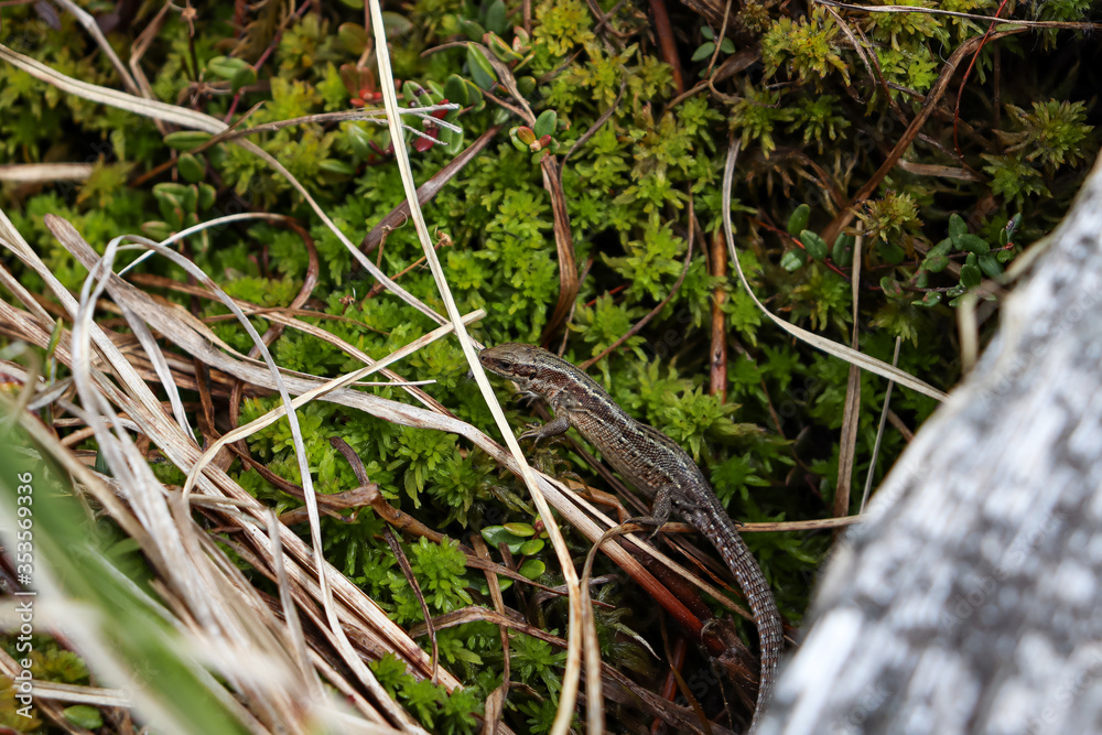 lizard lizard