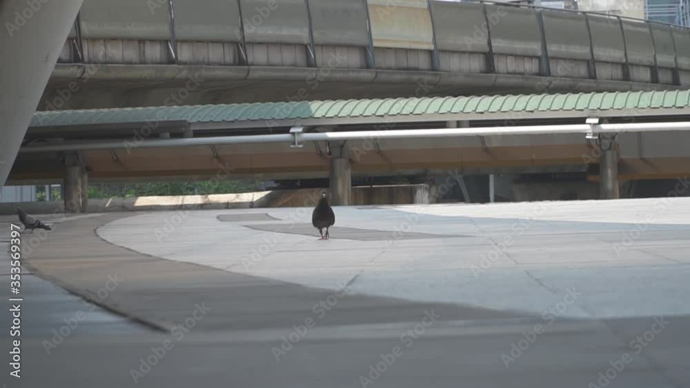 Pigeon walking on quiet empty downtown streets. Bangkok city with no people due to coronavirus pandemic lockdown. Busy city empty streets. Bird walking alone in deserted urban area . Pigeon walking on quiet empty downtown streets. Bangkok city with no people due to coronavirus pandemic lockdown. Busy city empty streets. Bird walking alone in deserted urban area .