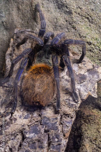 Greenbottle blue tarantula (chromatopelma cyaneopubescens) photo