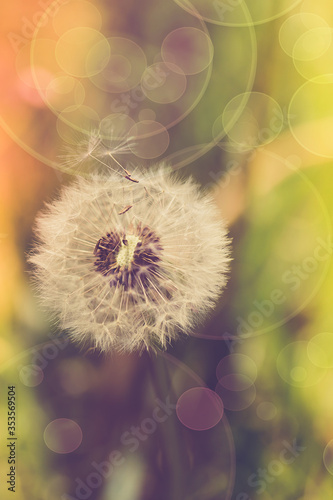 Spring background with dandelion