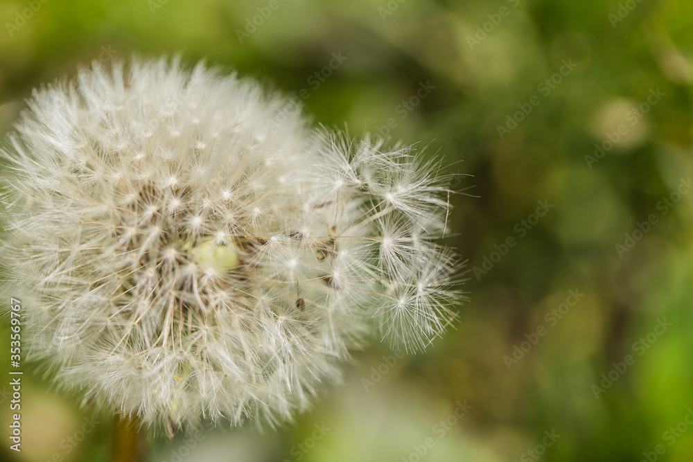 Spring background with dandelion