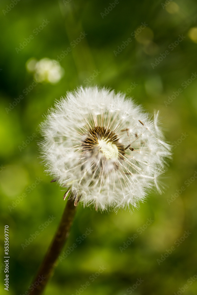 Fototapeta premium Spring background with dandelion