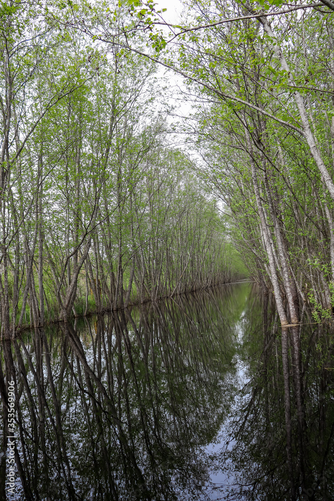 Obraz premium river in the woods