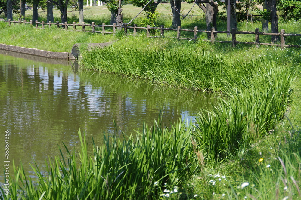 Obraz premium 池のある公園