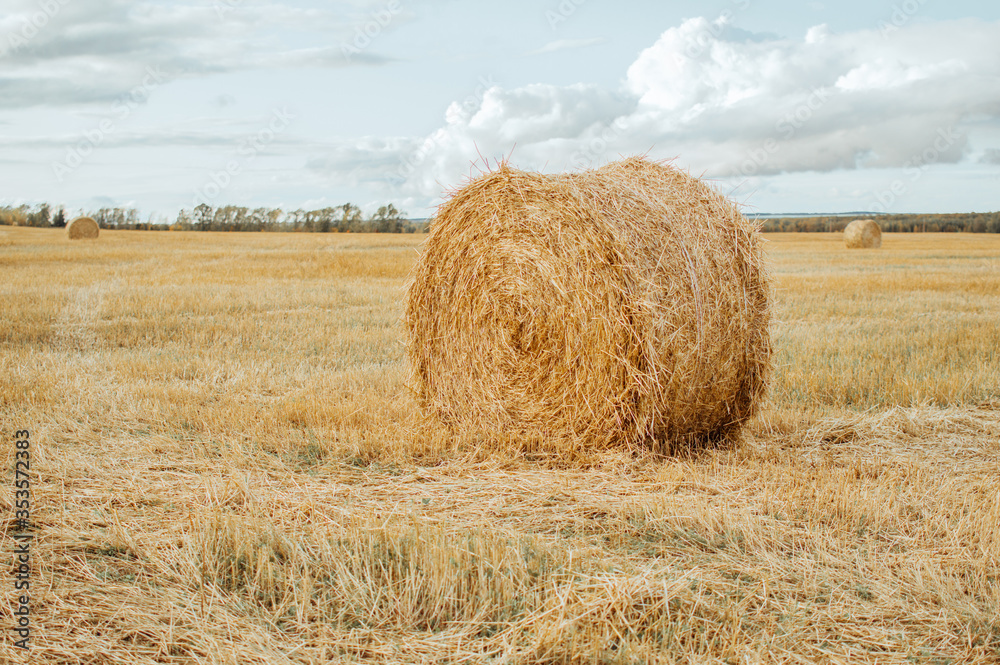 Field with straw bales after harvest. Agricultural field. Field with straw bales after harvest. Agricultural field.