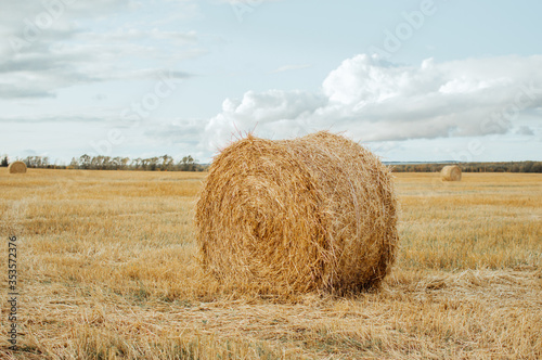 Field with straw bales after harvest. Agricultural field.