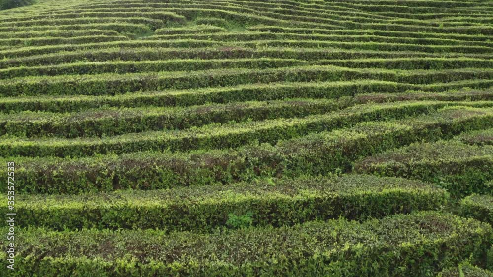 Smooth rows of green bushes. Tea plantation. Aerial video. Moving forward. Macesta. Sochi. Farm. Smooth rows of green bushes. Tea plantation. Aerial video. Moving forward. Macesta. Sochi. Farm.