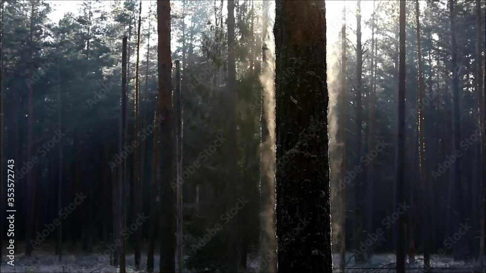 Steam comming out of tree, when morning sun heats up frost Steam comming out of tree, when morning sun heats up frost