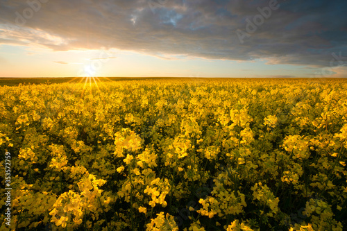 Rapeseed field at the sunset