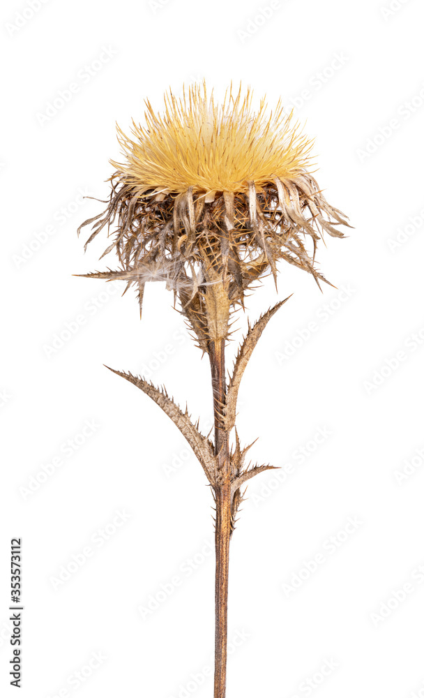 Carline Thistle on white background