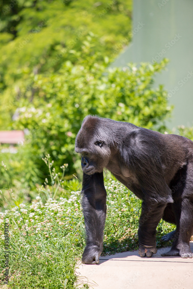 Obraz premium 動物園の可愛いゴリラ