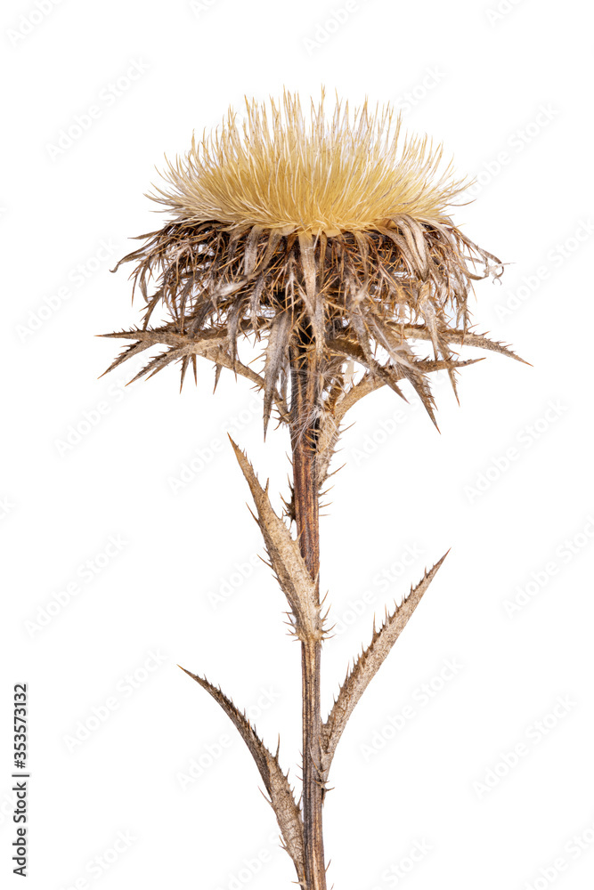 Carline Thistle on white background