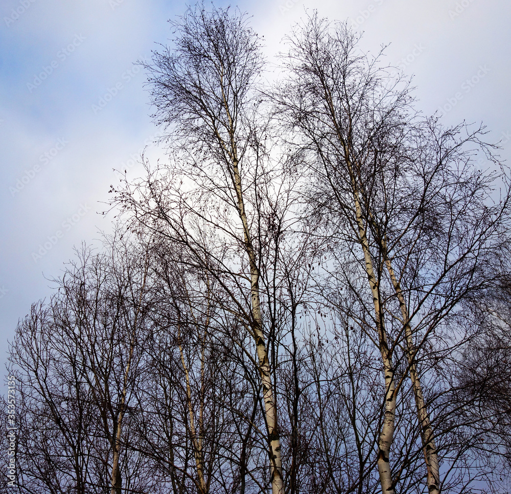 Silhouettes of birch trees and branches at sunset
Silhouettes of birch trees and branches at sunset