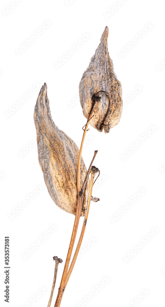 Common milkweed on white background