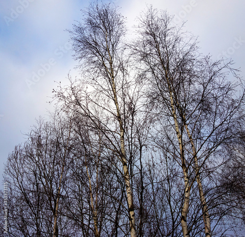 Silhouettes of birch trees and branches at sunset 
