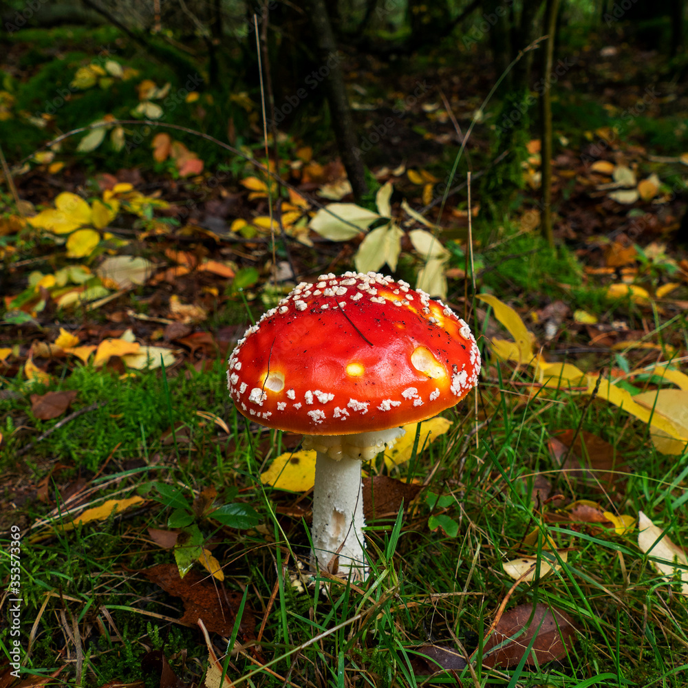 Close up of Amanita muscaria (fly agaric or fly amanita)
Close up of Amanita muscaria (fly agaric or fly amanita)