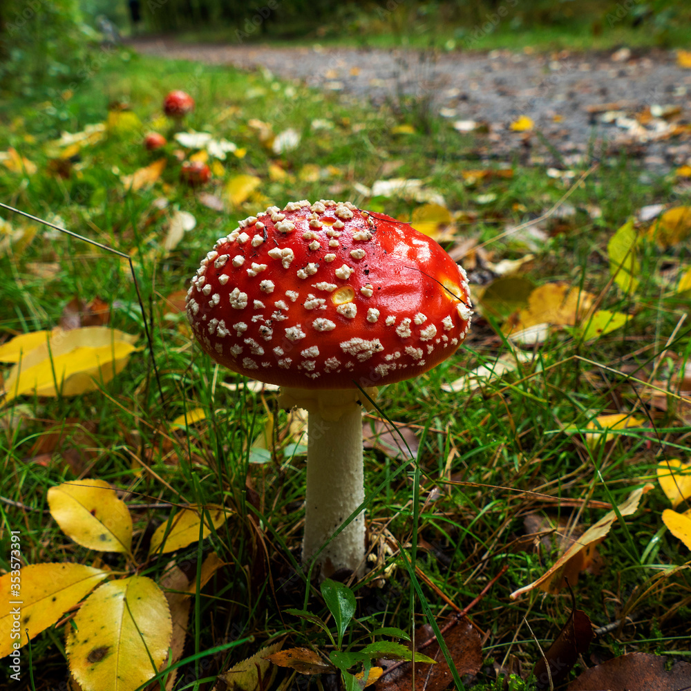 Close up of Amanita muscaria (fly agaric or fly amanita)
Close up of Amanita muscaria (fly agaric or fly amanita)