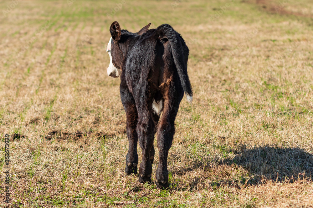 Fototapeta premium Young black baldy calf walking away