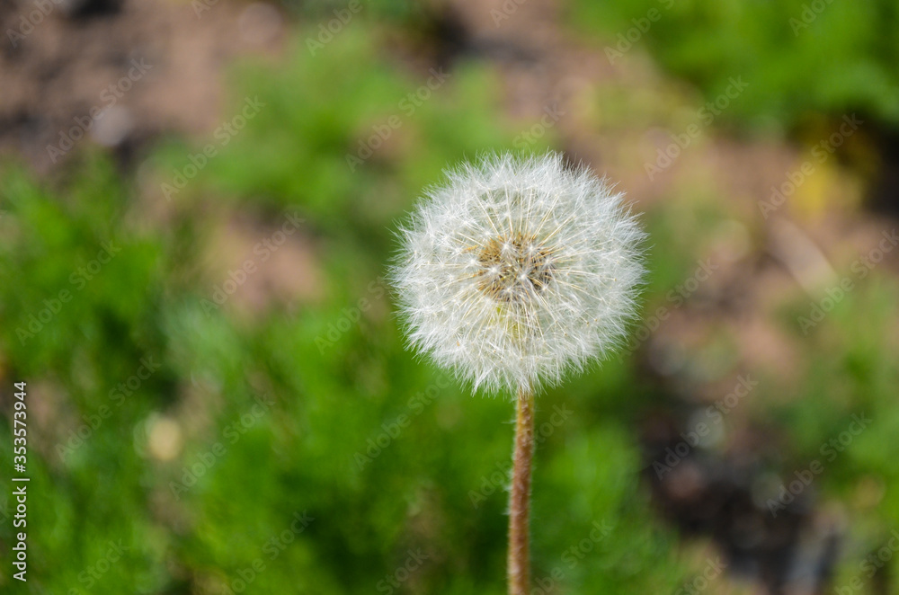 dandelion in the grass