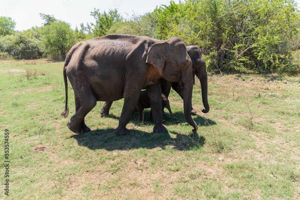 Fototapeta premium Close up of elephant family with a newborn baby elephant in a National Park of Sri Lanka