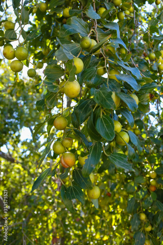 Unripe fruits (Kanar) of Sidra tree (Ziziphus spina-christi) with sunlight peeking between the leaves photo