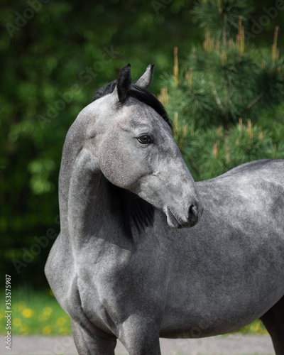 Portrait of a beautiful gray horse looks back on natural green summer background, head closeup