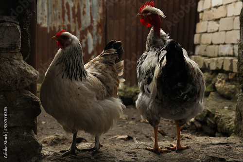 White rooster and chicken in yard. Domestic animal © New Africa
