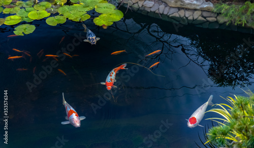 Famous Colorful asian fish Koi carp, colored varieties of Amur carp float in an artificial pond, water garden. , view from above