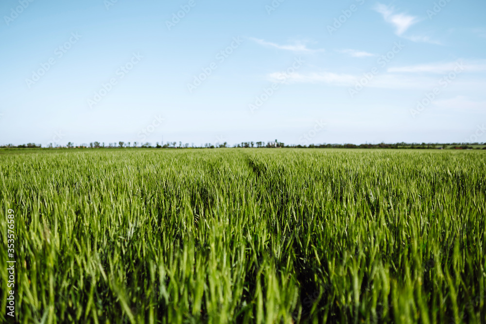 Green wheat field. Ripening ears of wheat field. Sunset light. Summer day Green wheat field. Ripening ears of wheat field. Sunset light. Summer day