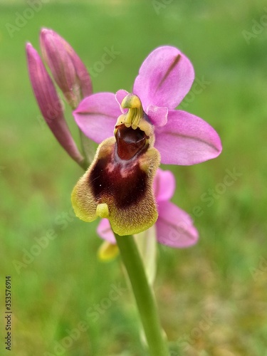 ophrys tenthredinifera