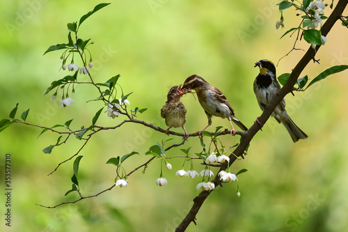 Canvas Print Yellow-throated bunting bird, Yellow Hammer, Emberiza elegans